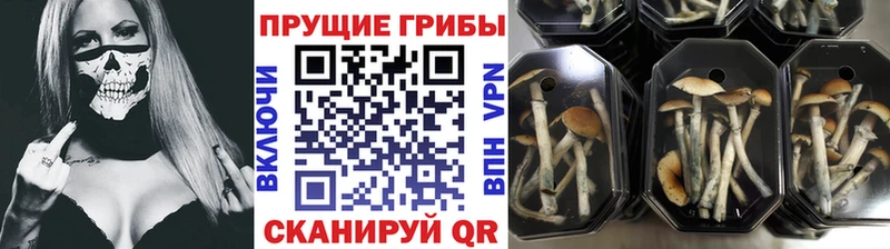 Галлюциногенные грибы мицелий  Пятигорск 